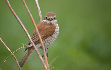 bird, robin, natur, wild lebende tiere, tier, wild, ast, garden