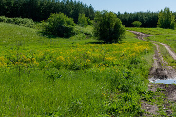 Pine forest in Samarskaya Luka National Park!