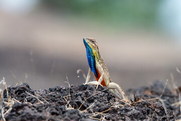 Sarada superba, the superb large fan-throated lizard, is a species of agamid lizard gives a superb...