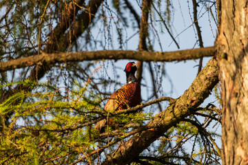Fasan im Baum