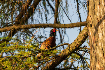 Fasan im Baum