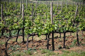Fototapeta na wymiar Grape Vines growing in the Tuscany Region of Italy