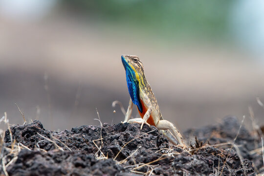 Sarada superba, the superb large fan-throated lizard, is a species of agamid lizard gives a superb display of dewlap in order to attract the female during the mating season
