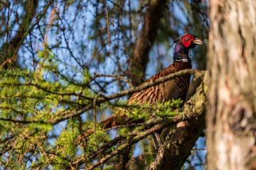 Fasan im Baum