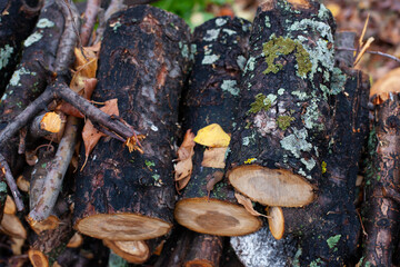 Logs with moss in forest. Freshly cut tree trunks, neatly stacked in forest, background of wet autumn timbers or logs. 