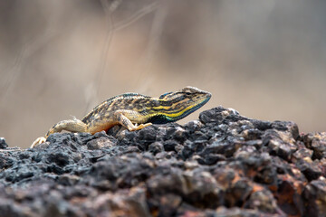 Sarada superba, the superb large fan-throated lizard, is a species of agamid lizard gives a superb display of dewlap in order to attract the female during the mating season