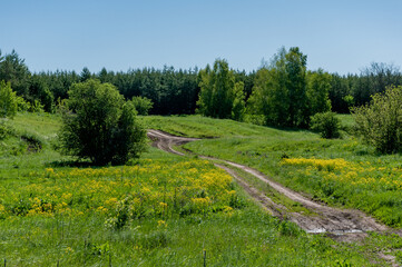 Pine forest in Samarskaya Luka National Park!
