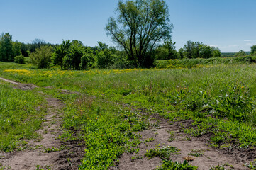 Obraz premium Pine forest in Samarskaya Luka National Park!