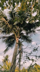 coconut tree with sky in backyard 