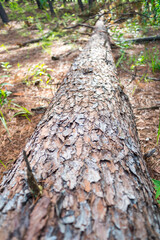 Fallen pine tree bark detail
