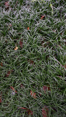 A bird-eye view of plants