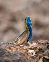 Sarada superba, the superb large fan-throated lizard, is a species of agamid lizard gives a superb display of dewlap in order to attract the female during the mating season
