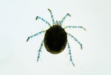 Water mite Hydrachnidia under the light microscope