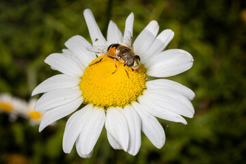 Obraz premium Fly on Daisy Bloom
