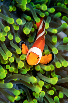 Clownfish, Amphiprion ocellaris, hiding in host sea anemone Heteractis magnifica, Wakatobi, Indonesia  