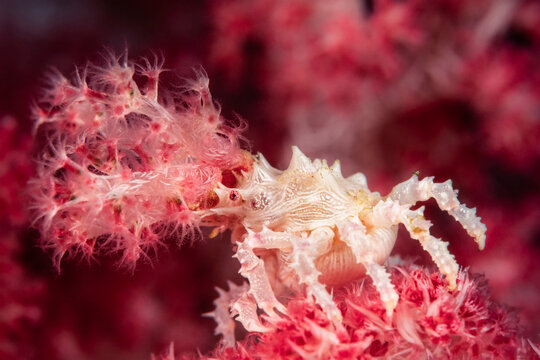 Decorator crab, Soft coral crab, Candy crab, hoplophrys oatesii