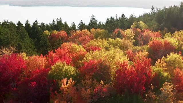 Scenic yellow, red, orange autumn leaves in Maine. Bright fall foliage background for copy space. Cinematic vibrant woodland on sunny fall day. Aerial top down drone flight above colorful dense forest