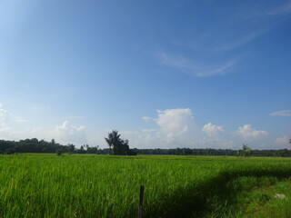 field and blue sky