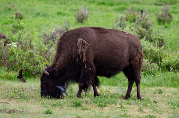Bison grazing in the Yellowstone National Park
