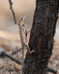 Sarada superba, the superb large fan-throated lizard, is a species of agamid lizard gives a superb display of dewlap in order to attract the female during the mating season