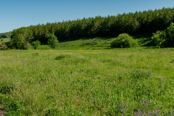 A pine forest in Samarskaya Luka National Park!