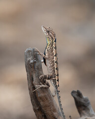 Sarada superba, the superb large fan-throated lizard, is a species of agamid lizard gives a superb display of dewlap in order to attract the female during the mating season