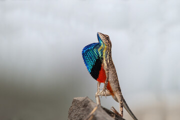 Sarada superba, the superb large fan-throated lizard, is a species of agamid lizard gives a superb display of dewlap in order to attract the female during the mating season