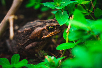 Un batracio en mi jardín. 