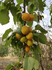 Apricots on tree