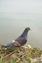 beautiful pigeon by the river