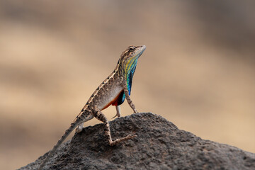 Sarada superba, the superb large fan-throated lizard, is a species of agamid lizard gives a superb display of dewlap in order to attract the female during the mating season