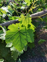 green grape leaves