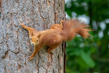 Squirrel on a tree facing camera