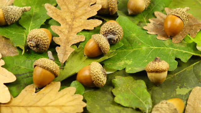 Fresh green and dry brown oak leaves, acorns lie on a white table, natural background