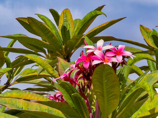 Plumeria rubra Linn.