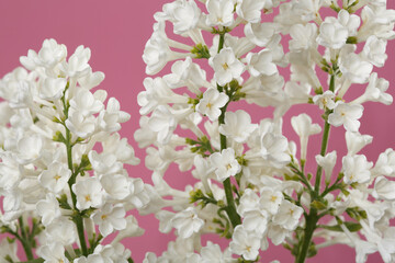 A bunch of white lilacs isolated on a pink background, macro.