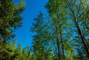 Northern nature in the wild. Pines on the shore of lake. Travel and discovery of beautiful places
