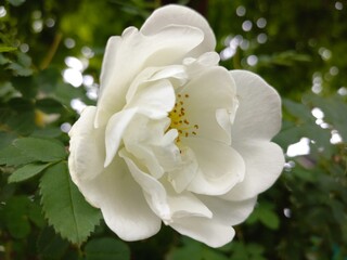 Fototapeta premium white rose bush