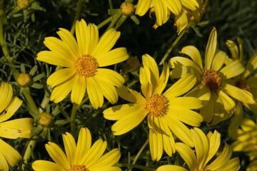 Yellow flowering terminal indeterminate racemose radiate head inflorescences of Leptosyne Gigantea, Asteraceae, native perennial gynomonoecious deciduous shrub in the Santa Monica Mountains, Winter.