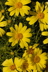 Yellow flowering terminal indeterminate racemose radiate head inflorescences of Leptosyne Gigantea, Asteraceae, native perennial gynomonoecious deciduous shrub in the Santa Monica Mountains, Winter.