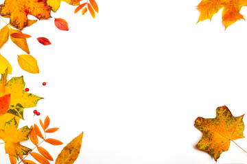 Autumn border, yellow maple leaves isolated on white, copy the space on the right side