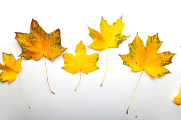 Yellow maple leaves in a line on a white background, autumn border framing for your text or design