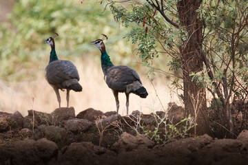 Obraz na płótnie Canvas Beautiful Indian peafowl and Peahen in jungle roaming freely in field. Beautiful back ground of Indian peacock or peafowl for seasonal greetings or wall mounting. Beauty of colours.