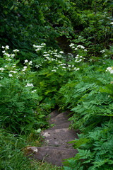 Obraz premium Old overgrown stairs with leaves and plants