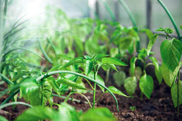 Seedlings of peppers in the soil. Young sprouts of pepper in a greenhouse