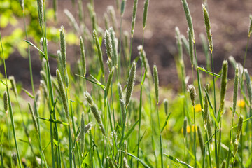 Wild green grass in the meadow. Grass on a summer day. Summer nature field background.