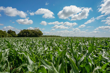 fresh green maize plantation. view over vast corn field. agricultural farmland on summer day 