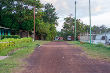 Nature. Flowers and jungle. waterfall.

