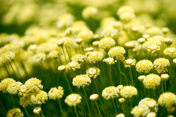 Santolina chamaecyparissus flower bed in bloom in the south of France