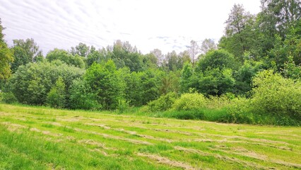 landscape with green grass © Damian